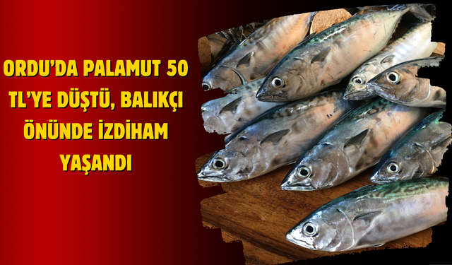 Ordu’da Palamut 50 TL’ye Düştü, Balıkçı Önünde İzdiham Yaşandı