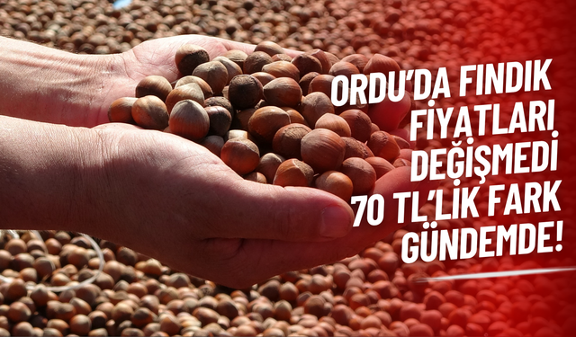 Ordu’da Fındık Fiyatları Değişmedi: 70 TL’lik Fark Gündemde!