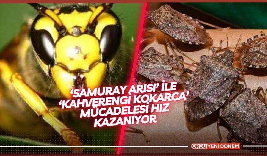 Karadeniz'de ‘Samuray Arısı’ İle ‘Kahverengi Kokarca’ Mücadelesi Hız Kazanıyor