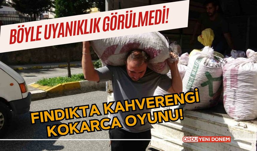 Böyle uyanıklık görülmedi! Fındıkta kahverengi kokarca oyunu!