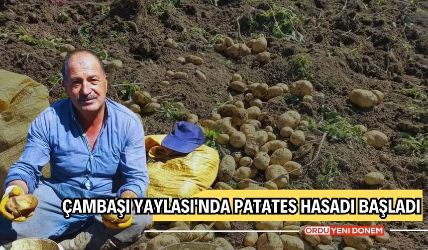 Çambaşı Yaylası'nda Patates Hasadı Başladı