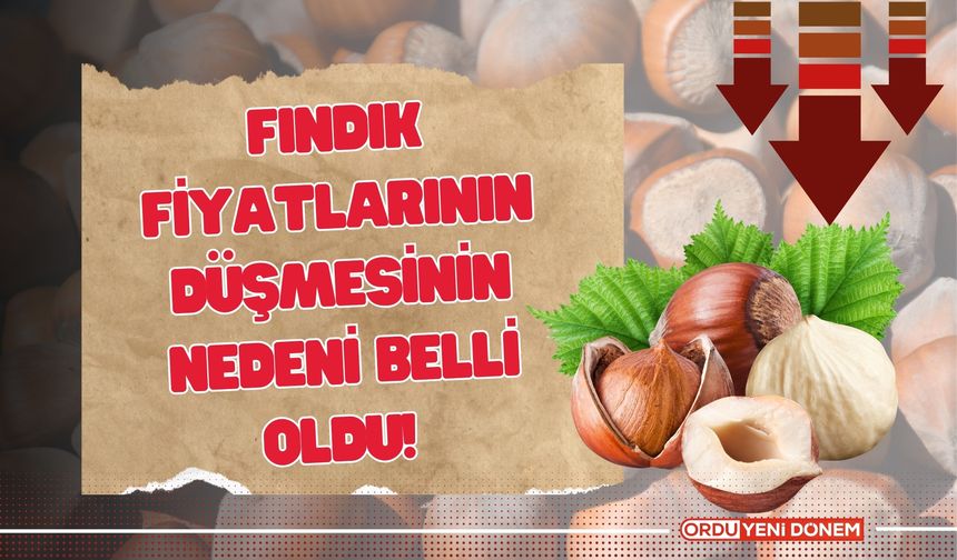 Fındık Fiyatlarının Düşmesinin Nedeni Belli Oldu!