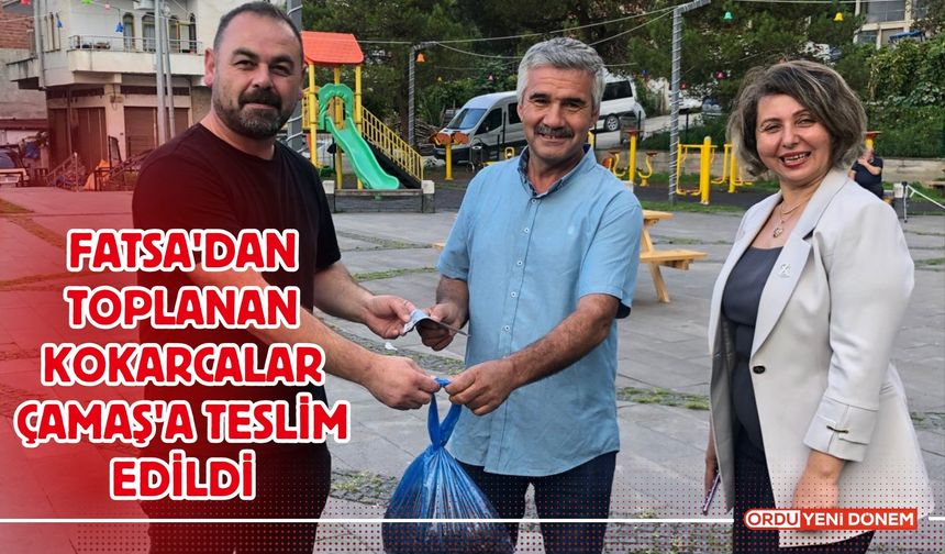 Fatsa'dan Toplanan Kokarcalar Çamaş'a Teslim Edildi