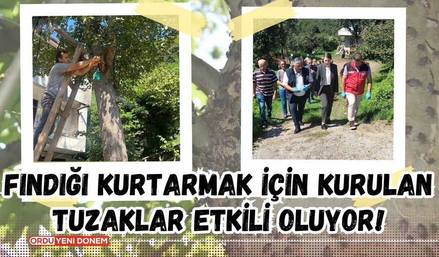 Ordu'da Fındığı Kurtarmak İçin Kurulan Tuzaklar Etkili Oluyor!