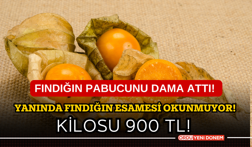 Fındığın pabucunu dama attı! Yanında fındığın esamesi okunmuyor! Kilosu 900 TL!