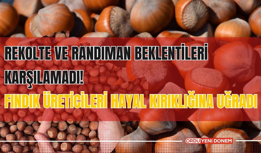 Rekolte ve Randıman Beklentileri Karşılamadı! Fındık Üreticileri Hayal Kırıklığına Uğradı