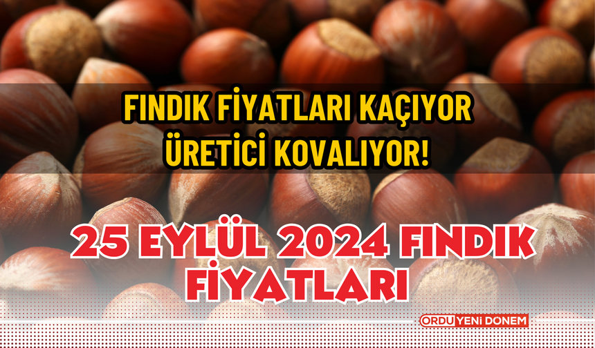 Fındık fiyatları kaçıyor, üretici kovalıyor! 25 eylül 2024 fındık fiyatları