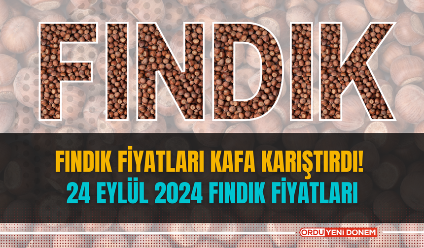 Fındık fiyatları kafa karıştırdı! 24 eylül 2024 fındık fiyatları