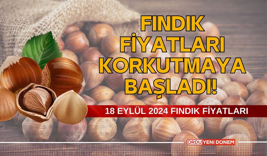 Fındık Fiyatları Korkutmaya Başladı! 18 Eylül 2024 fındık fiyatları