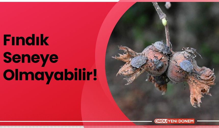 Fındık Seneye Olmayabilir!