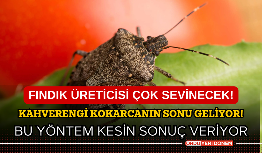 Fındık üreticileri çok sevinecek! Kahverengi Kokarcanın sonu geliyor! Bu yöntem kesin sonuç veriyor!