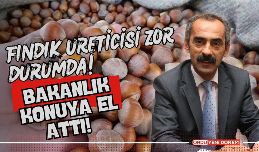 Fındık Üreticisi Zor Durumda! Bakanlık Konuya El Attı!