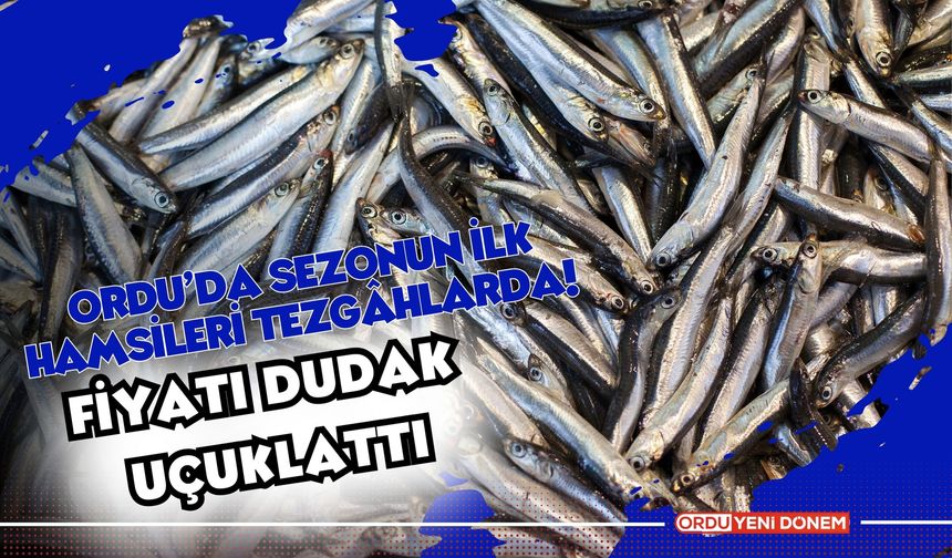 Ordu’da Sezonun İlk Hamsileri Tezgâhlarda! Fiyatı Dudak Uçuklattı