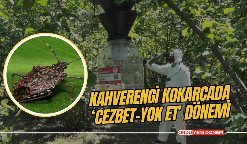 Kahverengi kokarcada ‘cezbet-yok et’ dönemi