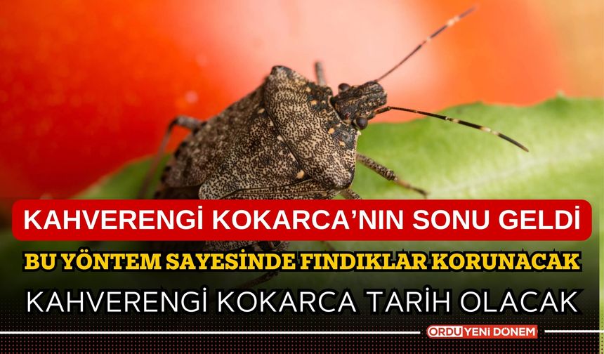 Kahvrenegi Kokarca'nın sonu geldi! Bu yöntem sayesinde fındıklar korunacak