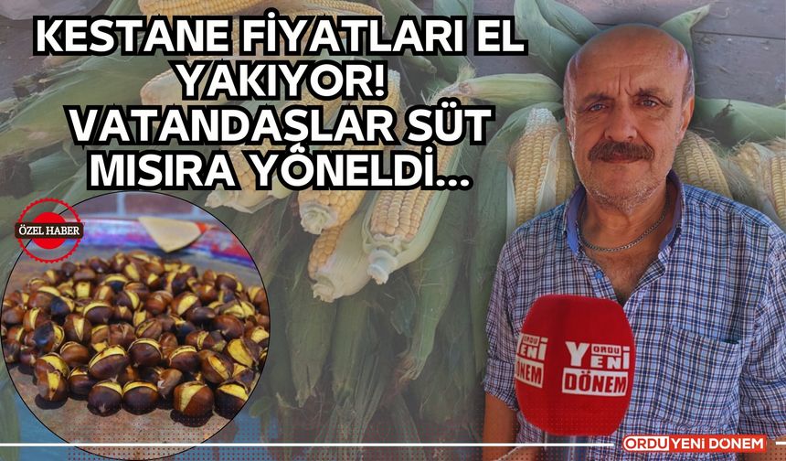 Ordu'da Kestane Fiyatları El Yakıyor! Vatandaşlar Süt Mısıra Yöneldi…