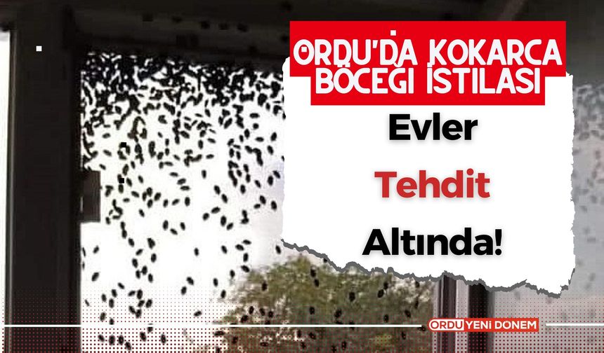 Ordu'da Kokarca Böceği İstilası: Evler Tehdit Altında!