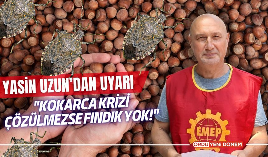 Yasin Uzun’dan Uyarı: "Kokarca Krizi Çözülmezse Fındık Yok!"