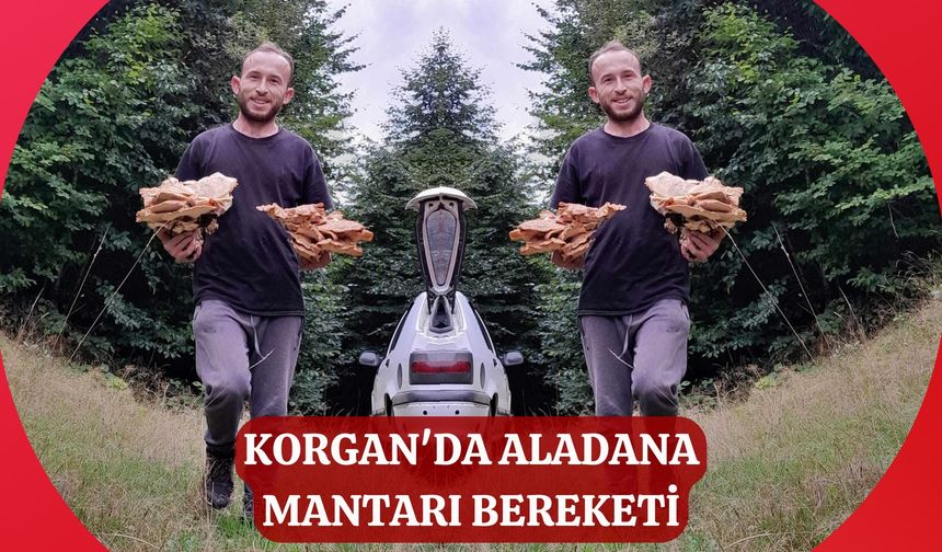 Korgan'da Aladana Mantarı Bereketi