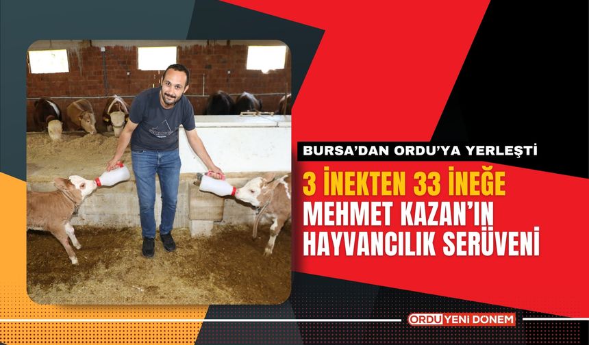 Bursa’dan Ordu’ya: 3 İnekten 33 İneğe