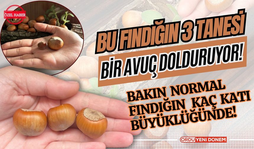 Ordu'da Ceviz Büyüklüğündeki ‘Fındık’ Şaşırtıyor! Bu Fındıkların 3 Tanesi Bir Avuç Dolduruyor!