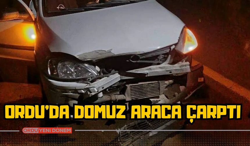 Ordu’da Domuz Araca Çarptı