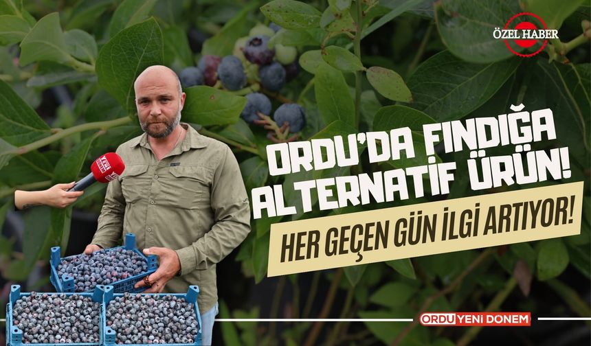 Ordu’da Fındığa Alternatif Ürün! Her Geçen Gün İlgi Artıyor!