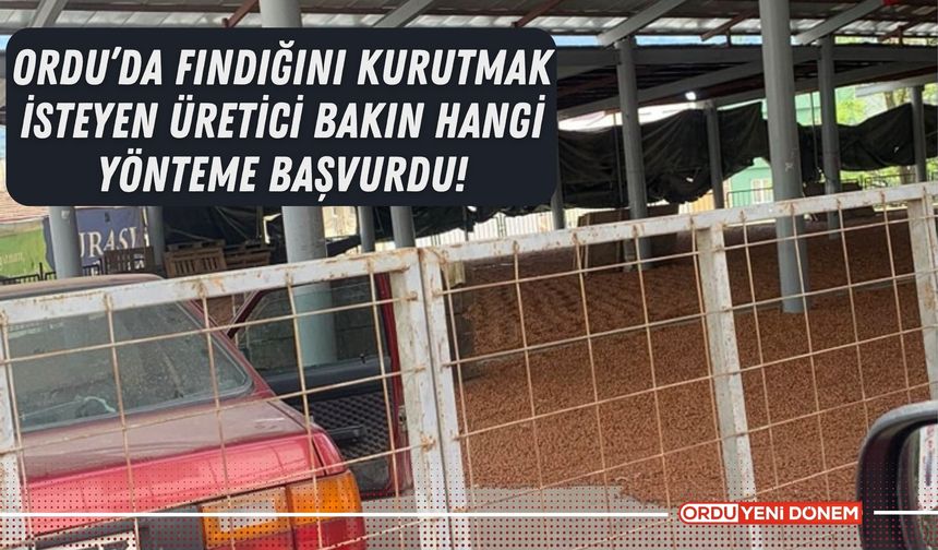 Ordu’da Fındığını Kurutmak İsteyen Üretici Bakın Hangi Yönteme Başvurdu!