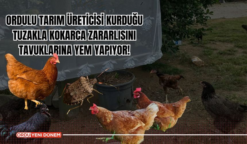 Ordulu Tarım Üreticisi Kurduğu Tuzakla Kokarca Zararlısını Tavuklarına Yem Yapıyor!