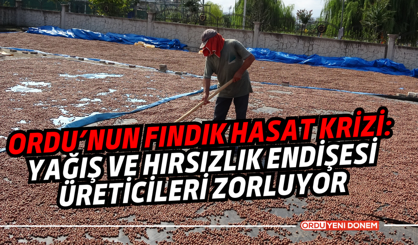 Ordu’nun Fındık Hasat Krizi: Yağış ve Hırsızlık Endişesi Üreticileri Zorluyor