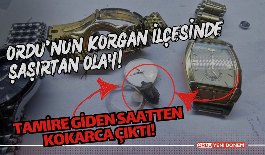 Ordu'nun Korgan İlçesinde Şaşırtan Olay! Tamire Giden Saatten Kokarca Çıktı!