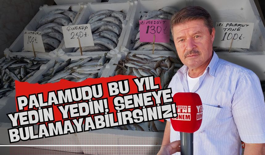 Palamudu Bu Yıl Yedin Yedin! Seneye Bulamayabilirsiniz… Palamut Fiyatları ve Balık Tezgahlarındaki Son Durum!