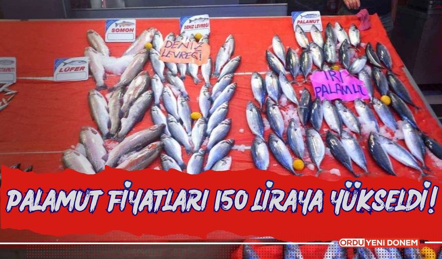 Palamut Fiyatları 150 Liraya Yükseldi!