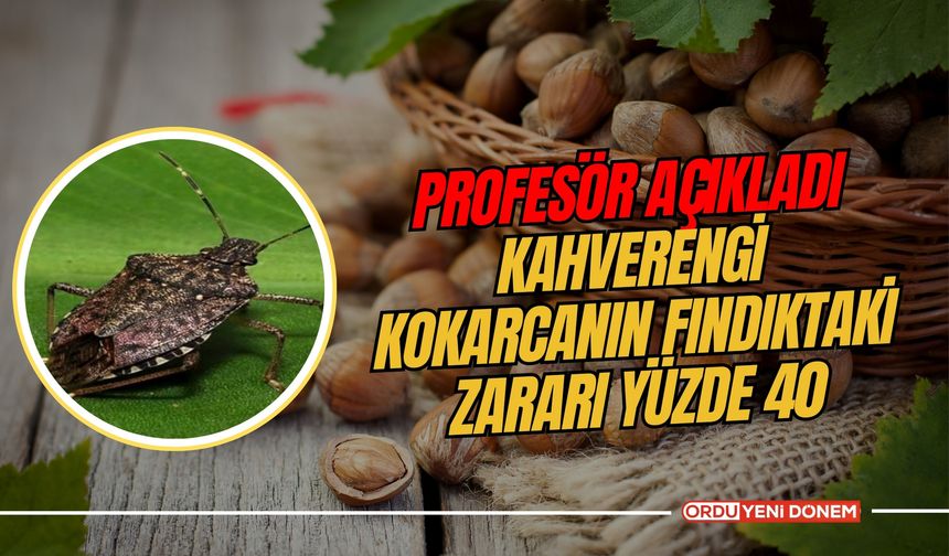 Profesör açıkladı: "Kahverengi kokarcanın fındıktaki zararı yüzde 40”