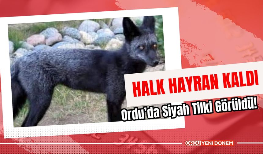 Ordu’da Siyah Tilki Görüldü! Halk Hayran Kaldı