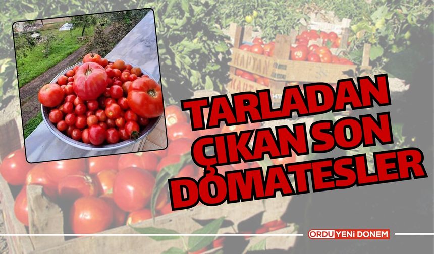 Tarladan Çıkan Son Domatesler