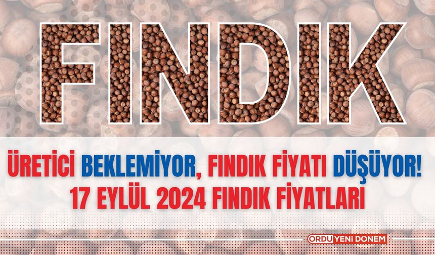 Üretici beklemiyor, fındık fiyatı düşüyor! 17 Eylül 2024 fındık fiyatları