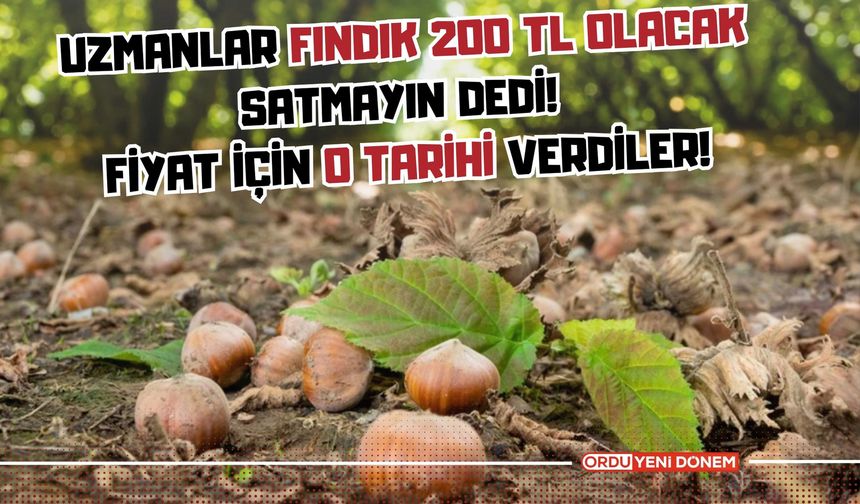 Uzmanlar Fındık 200 TL Olacak Satmayın Dedi! Fiyat için o tarihi verdiler!