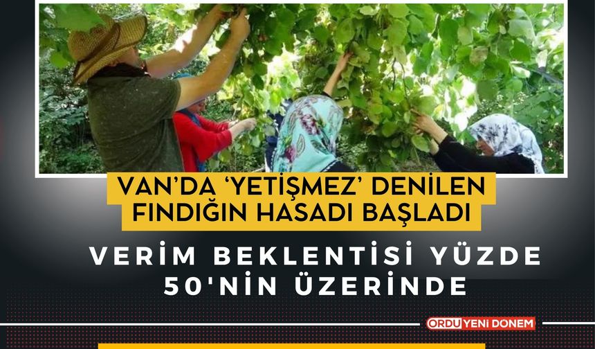 Van’da ‘Yetişmez’ Denilen Fındığın Hasadı Başladı: Verim Beklentisi Yüzde 50'nin Üzerinde