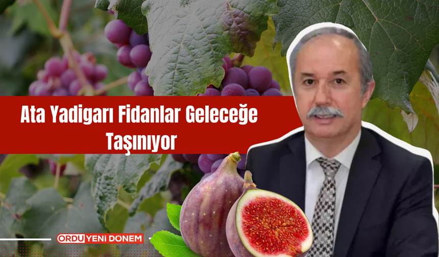 Fatsa'da Ata Yadigarı Fidanlar Geleceğe Taşınıyor