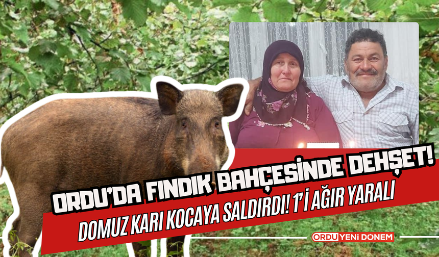 Ordu’da Fındık Bahçesinde Dehşet! Domuz Karı Kocaya Saldırdı! 1’i Ağır Yaralı