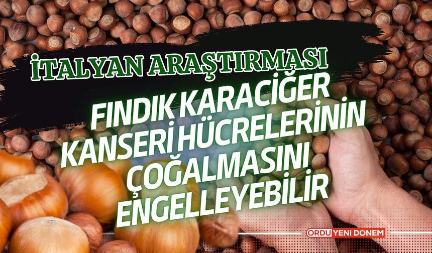 İtalyan Araştırması: Fındık Karaciğer Kanseri Hücrelerinin Çoğalmasını Engelleyebilir