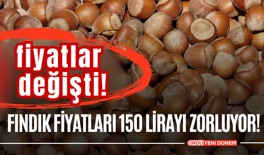 Fındık Fiyatları 150 TL’yi Zorluyor! İşte Güncel Fındık Fiyatları