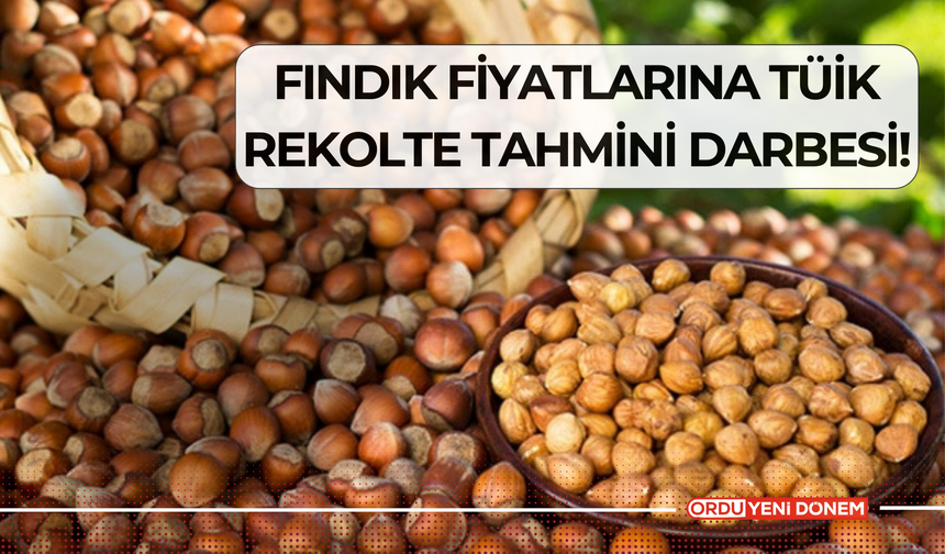 Fındık Fiyatlarına TÜİK Rekolte Tahmini Darbesi!