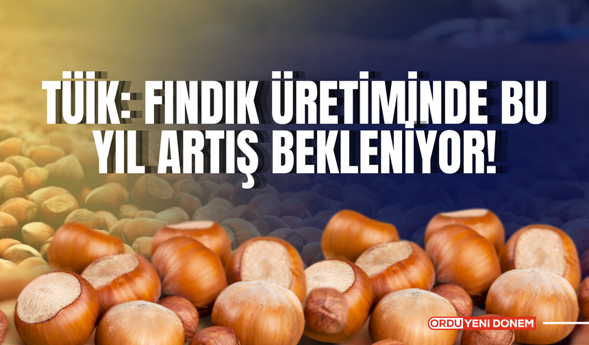 TÜİK: Fındık Üretiminde Bu Yıl Artış Bekleniyor