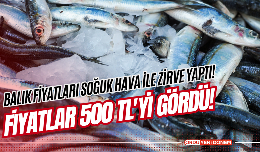 Balık Fiyatları Soğuk Hava ile Zirve Yaptı! Fiyatlar 500 TL'yi Gördü!