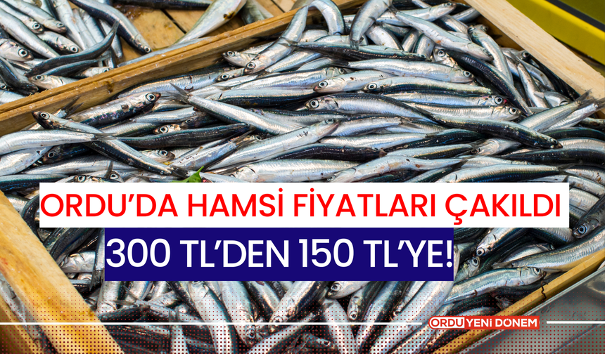 Ordu’da Hamsi Fiyatları Çakıldı: 300 TL’den 150 TL’ye!