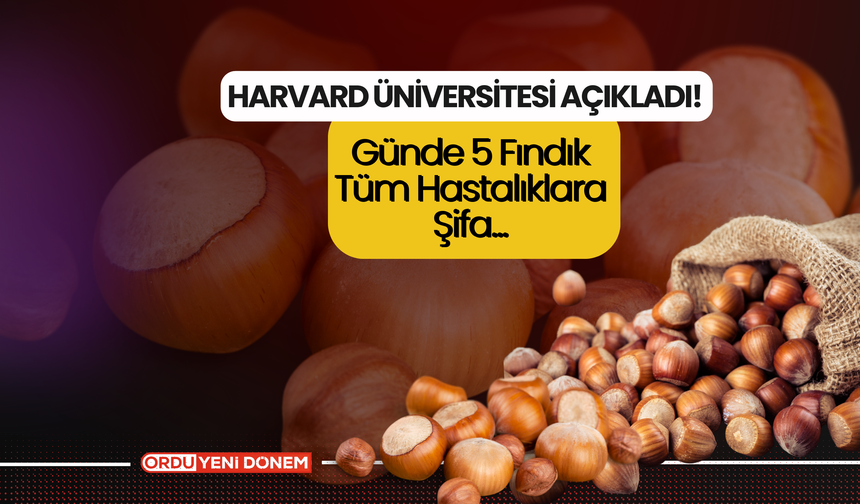 Harvard Üniversitesi Açıkladı! Günde 5 Fındık Tüm Hastalıklara Şifa