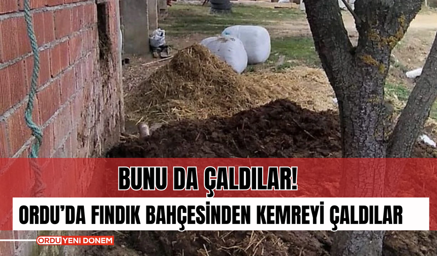 Bunu da Çaldılar! Ordu’da Fındık Bahçesinden Kemreyi Çaldılar