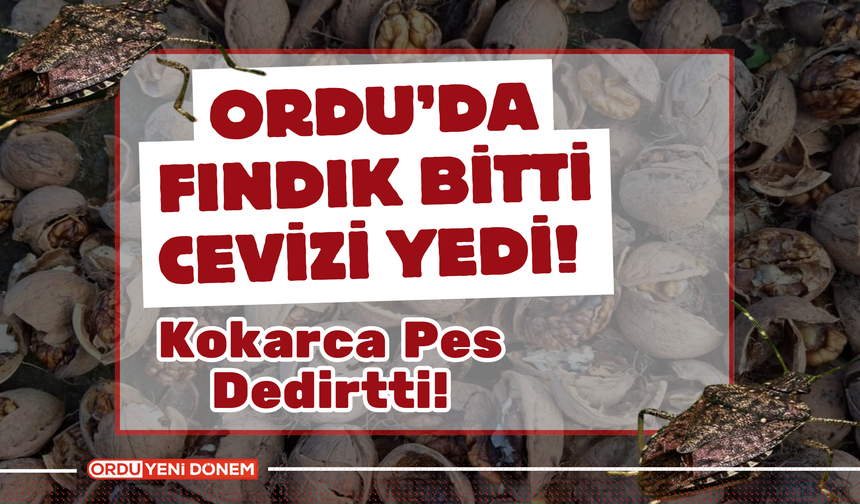 Ordu’da Fındık Bitti Cevizi Yedi! Kokarca Pes Dedirtti!